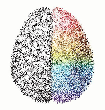 Brain