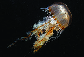 024 Jellyfish web