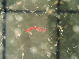 024 Microplast Photo web