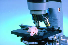 035 Mouse on Microscope web