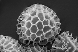 Pollen shell