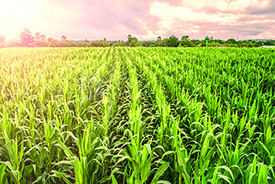 field of crops