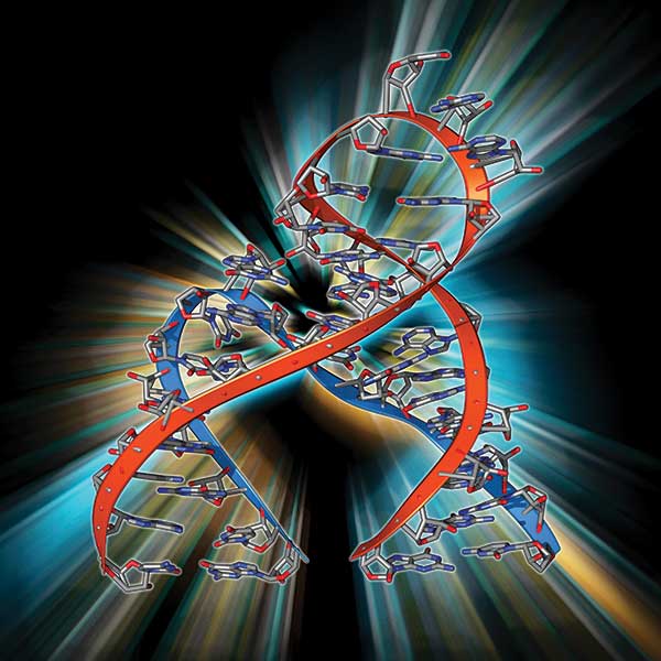 hammerhead ribozyme molecule