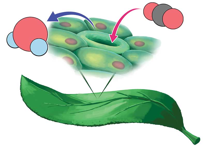 Plant leaf and stomata