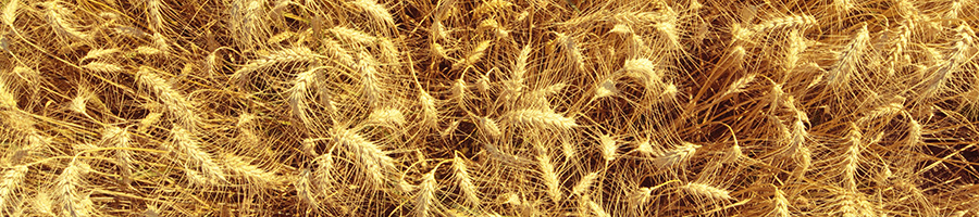 Wheat aerial view