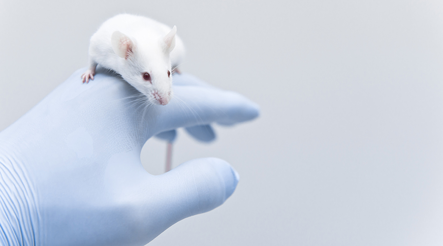 Lab mouse