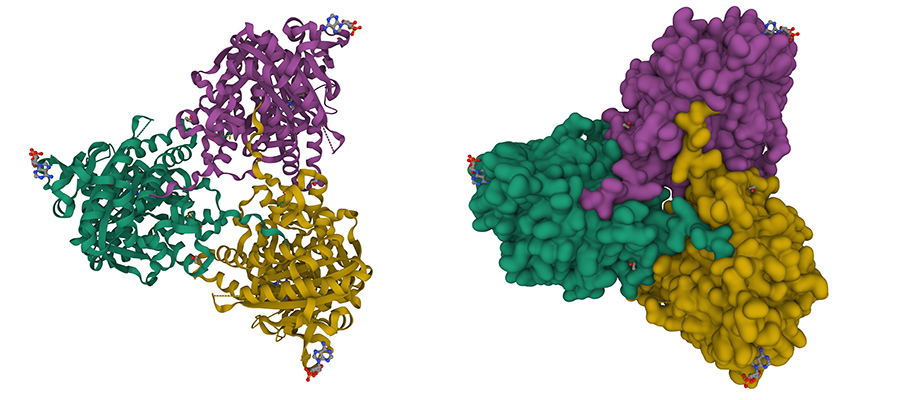Structure of human soluble adenylyl cyclase with adenosine-cyclic-monophosphate