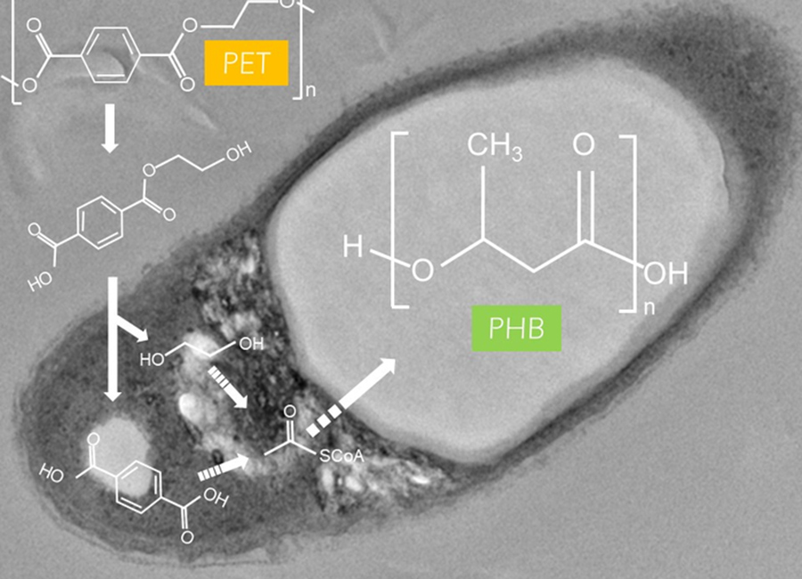 I. sakaiensis grown on poly(ethylene terephthalate) (PET) accumulates poly(3-hydroxybutyrate) (PHB).