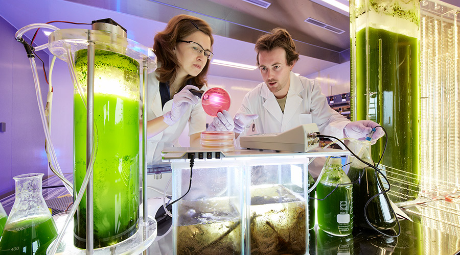 Building a microbial fuel cell in which bacteria break down waste, releasing electricity in the process