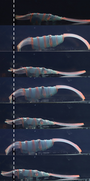 Series of images showing how the soft robot developed by David Gracias and his team can crawl forward in response to temperature changes.
