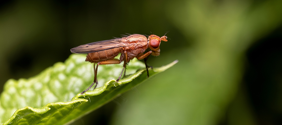 spotted-wing drosophila