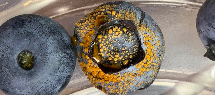 Blueberries infected with fungus