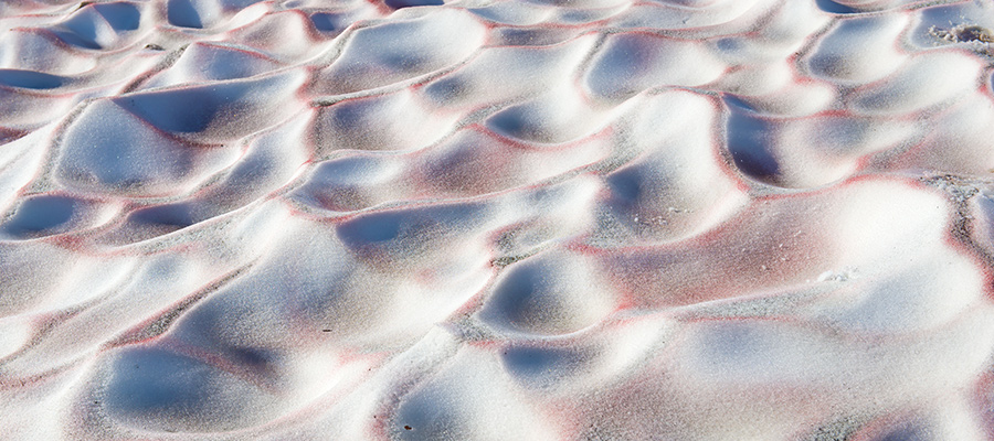 Snow algae