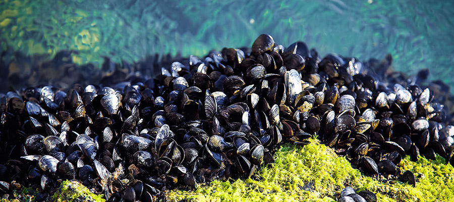 Mussels