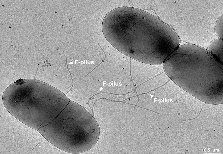 Escherichia coli undergoing the process of DNA exchange known as bacterial conjugation. Bacteria synthesise long and extremely robust extracellular appendages, called sex-pili, which serve as a physical conduits for translocation of DNA.