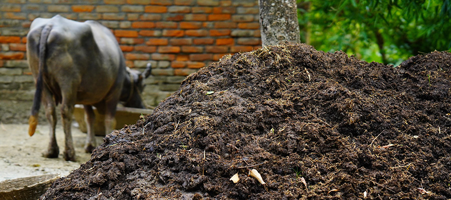 Cow and manure pile