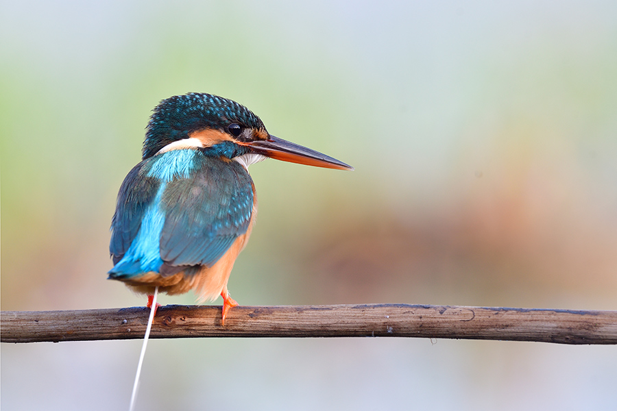Little blue bird taking a poo on the branch, young female common kingfisher