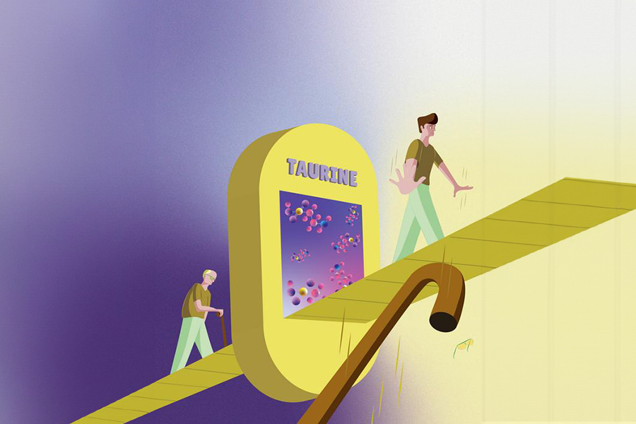 Taurine supplementation increases healthy life span. In the illustration an old man is seen walking through a taurine shower and coming out as rejuvenated healthy man. Taurine structure is depicted as a ball and stick model in the taurine shower.