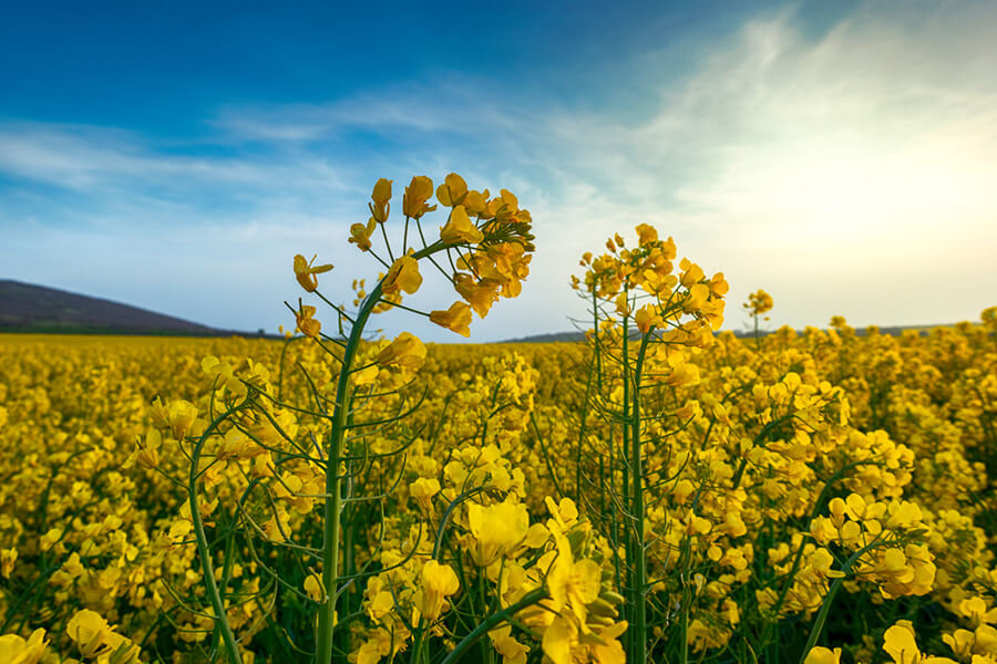 Rapeseed field