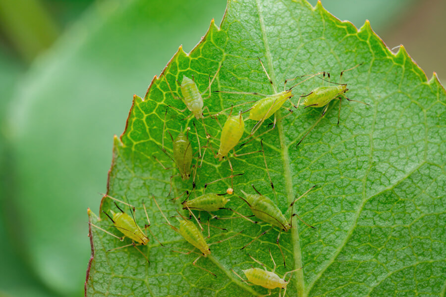 Aphids on a leaf