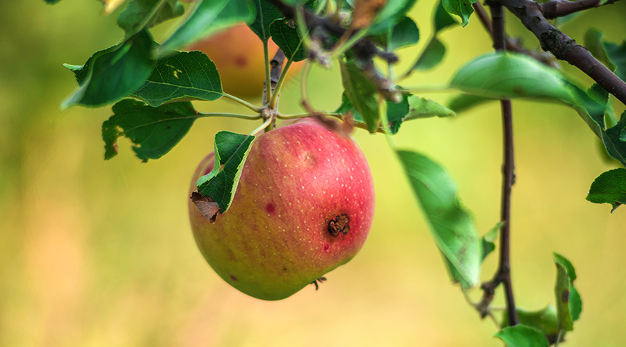 Worm apple on a tree, pests of fruit trees. Apples on a branch.