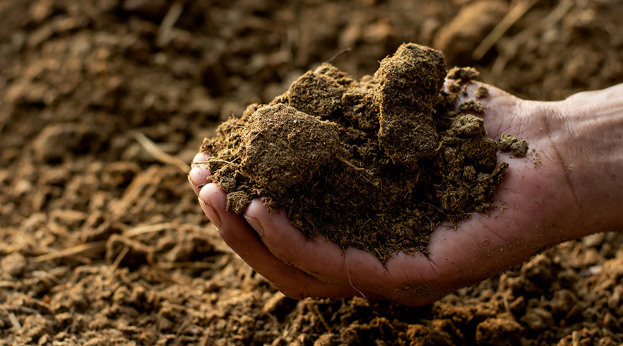 Manure in hand