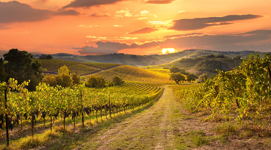 Vineyard and setting sun