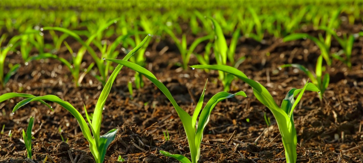 New research centre to scrutinise biotechnological pesticides for crop protection