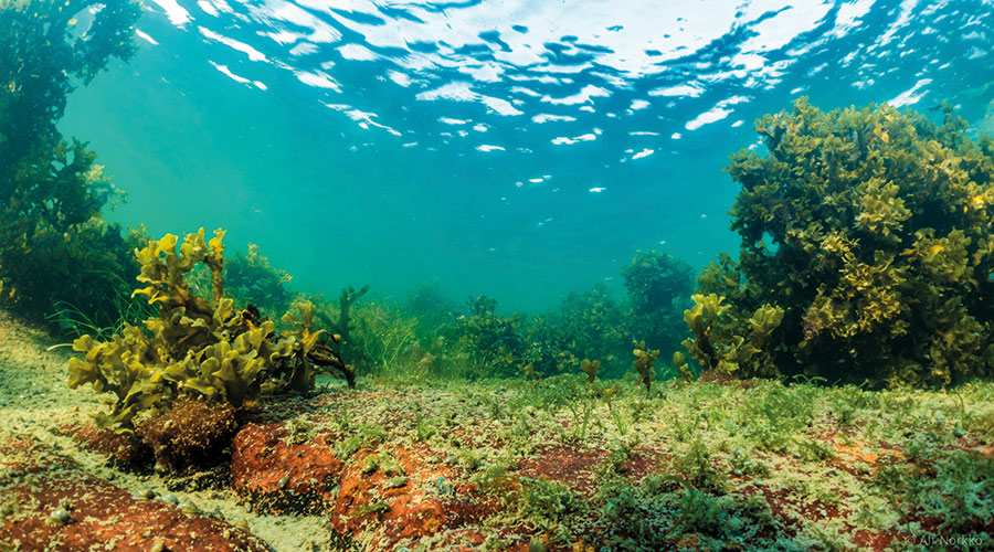 Bladderwrack in the Baltic Sea absorbs CO2 – but also emits methane, say Stockholm University researchers