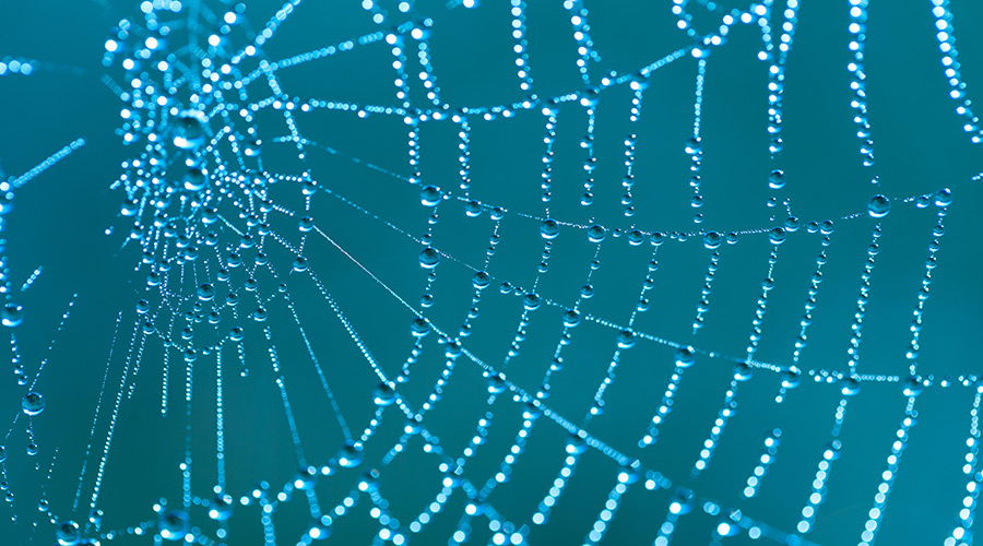 Spider's web with dew