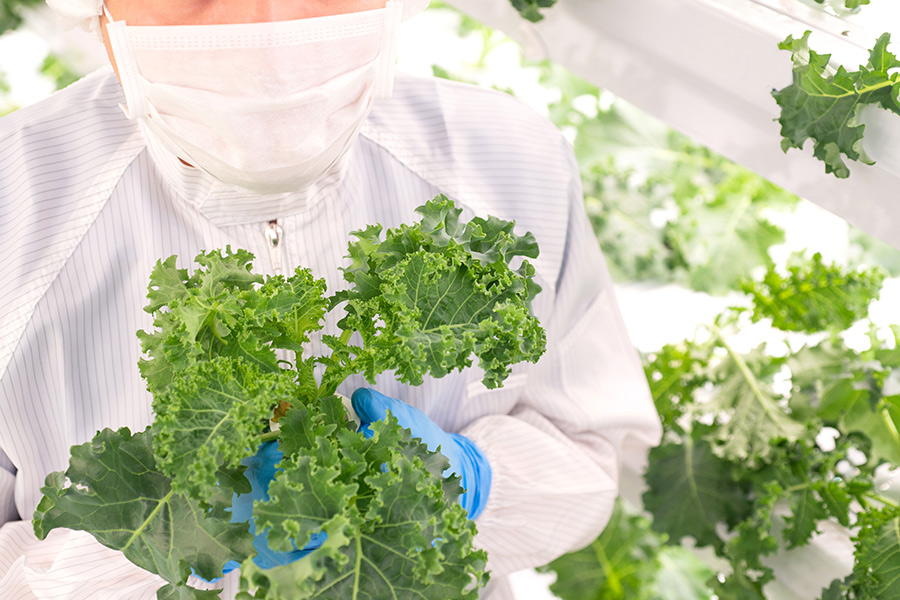 Kale