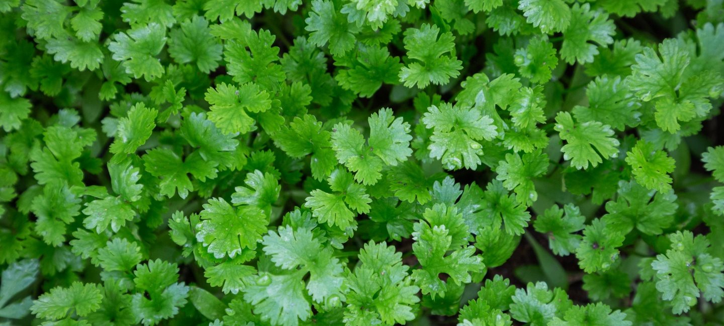 How recycled glass particles help plants grow faster
