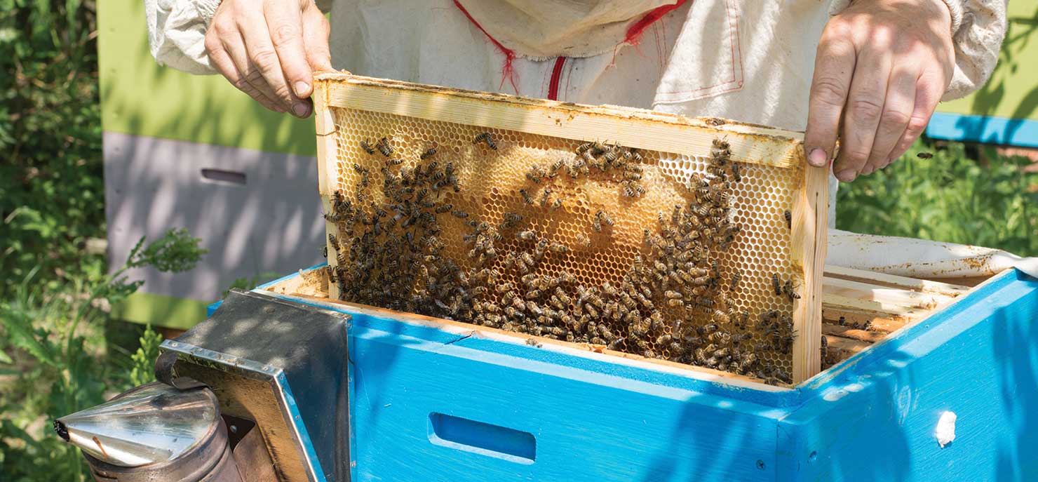 The bees needs: A sterol cocktail