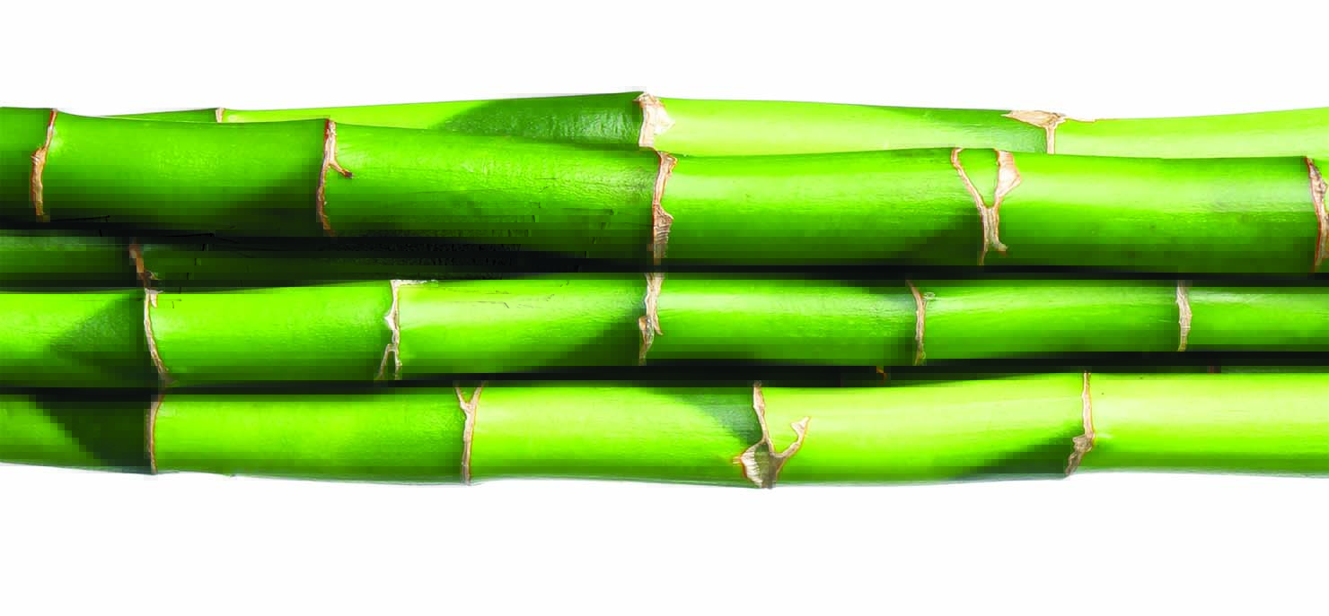 /-/media/images/cni/issue-image/2025/11/bamboo.ashx?h=687&w=1480&hash=759B76CC3EB0219A224EC4B8C0A11779