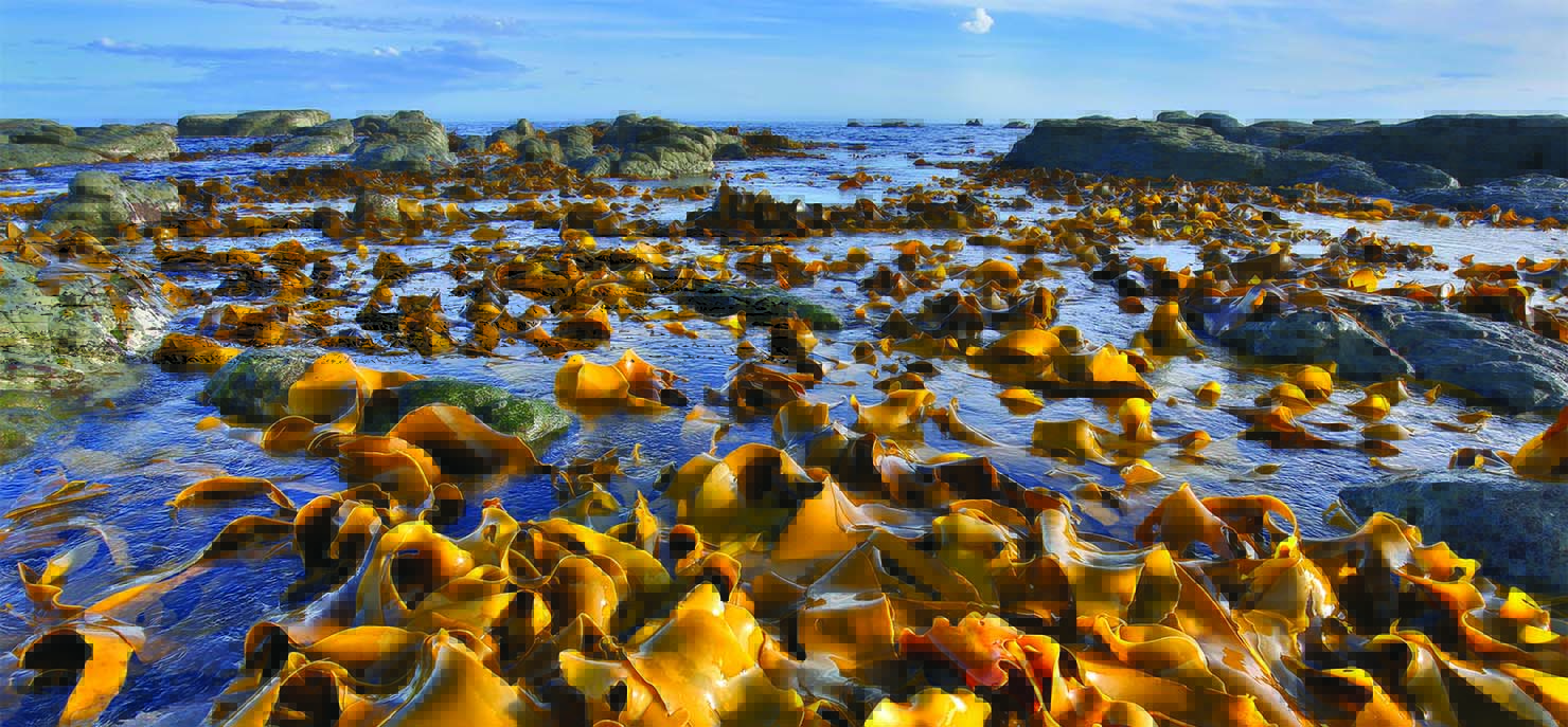/-/media/images/cni/issue-image/2025/11/seaweed-on-coastline-blue-sky.ashx?h=687&w=1480&hash=27CB5486AF01B27FA5AA9001912EE9DB