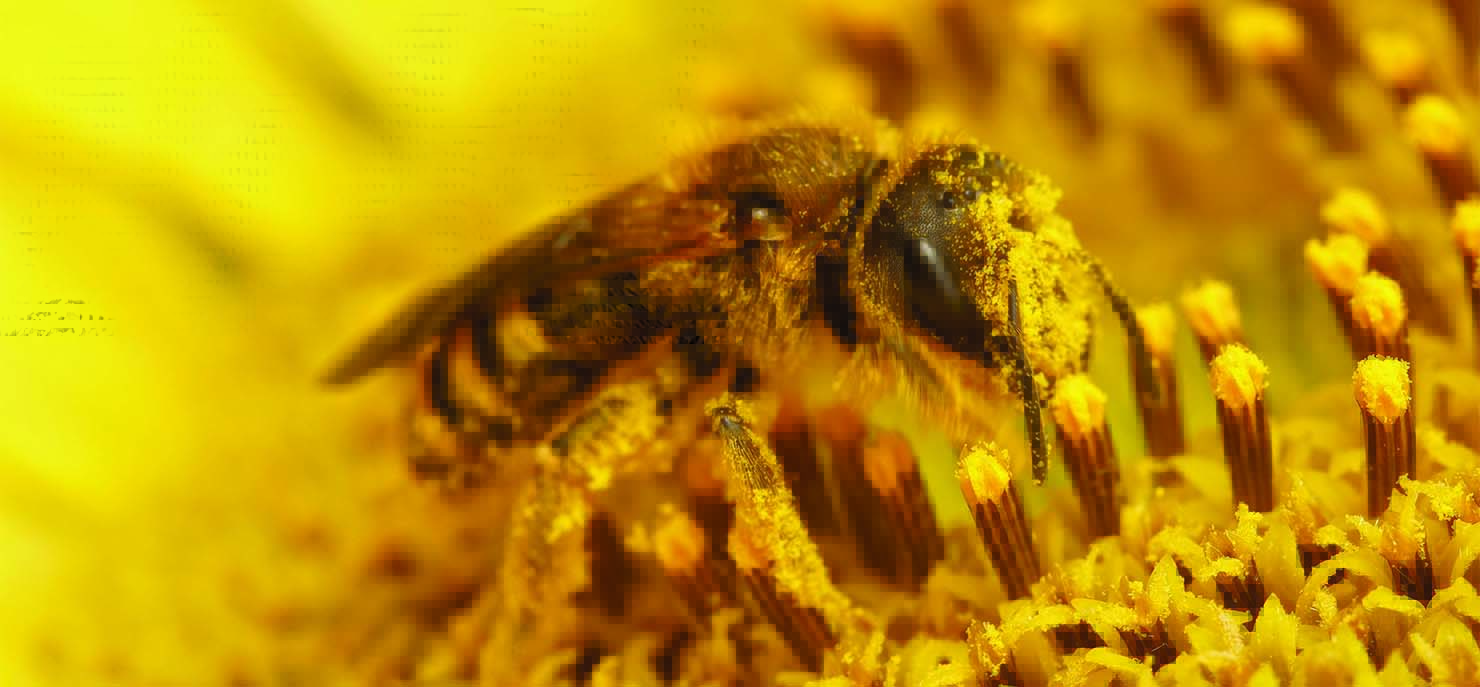 Using AI to sort bee pollen