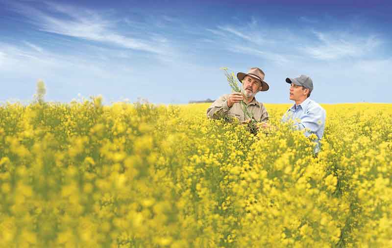 A field of canola
