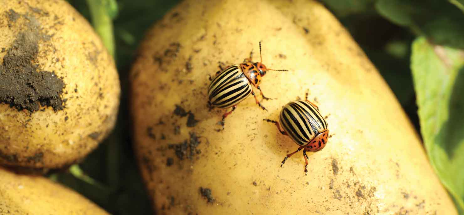 RNA pesticides as a new form of pest control