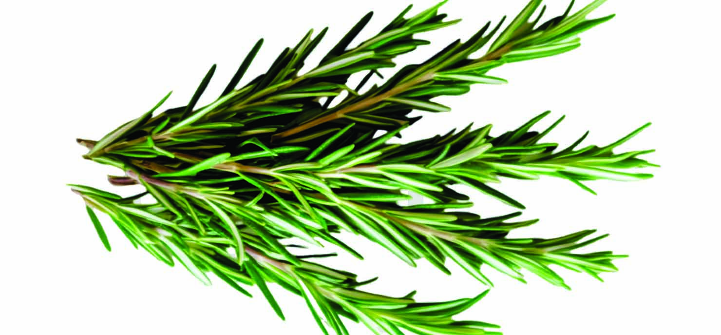 Herbs and potential Alzheimer’s therapy