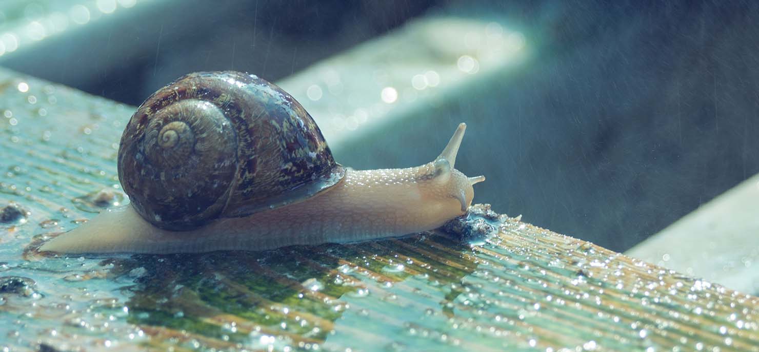 Large Snails Helix Aspersa Maxima
