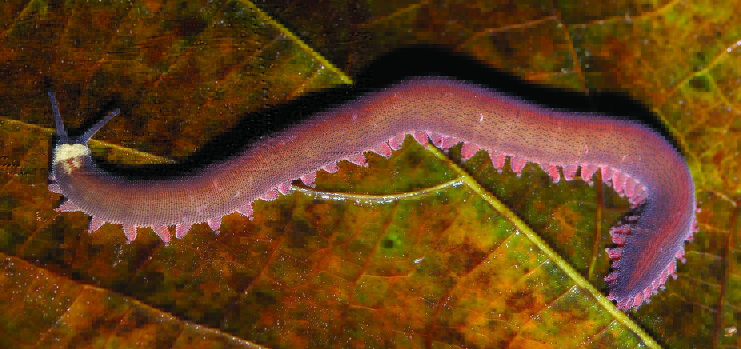 /-/media/images/cni/issue-image/2025/6/velvet-worm.ashx?h=697&w=1480&hash=2E3898821B6F6522434B868E1D35CC61
