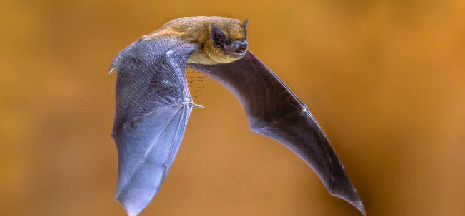 Landscape of fear: How bat ultrasounds scares moths