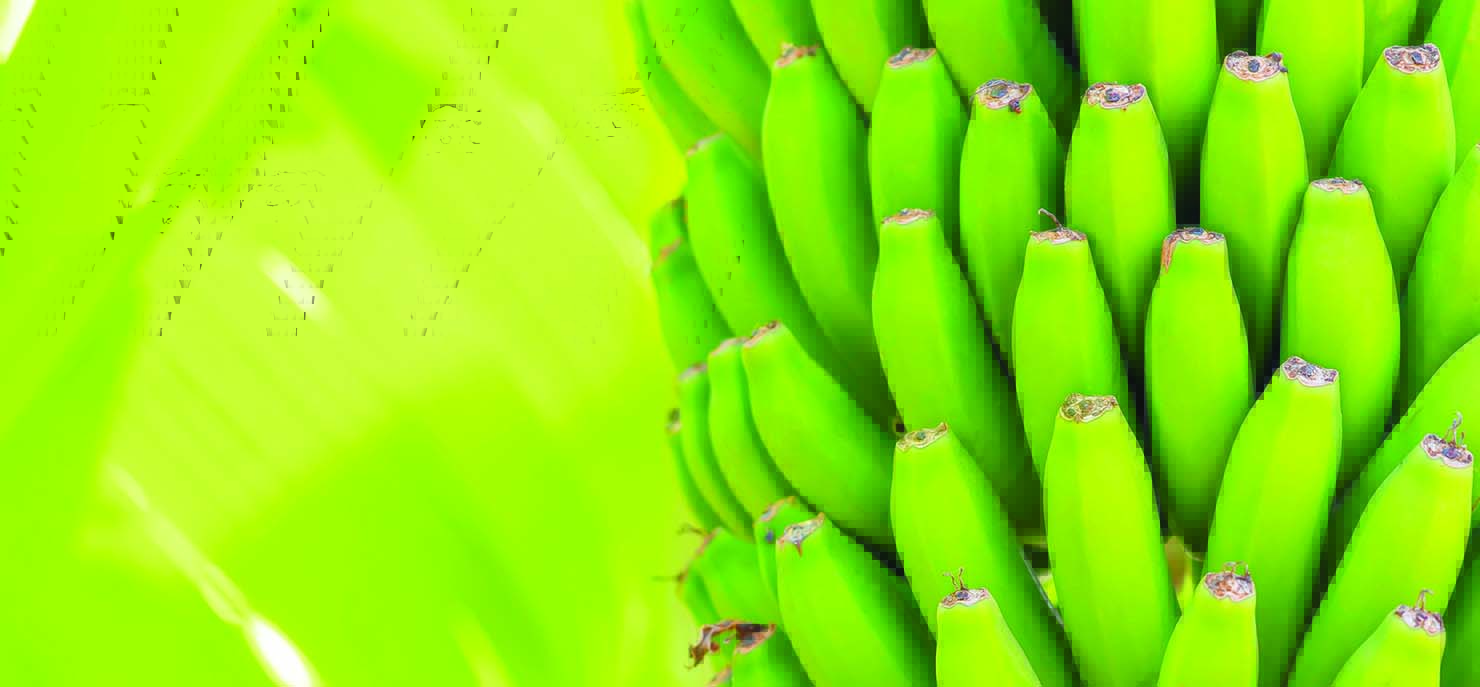 Plant-based vaccines: A growing industry