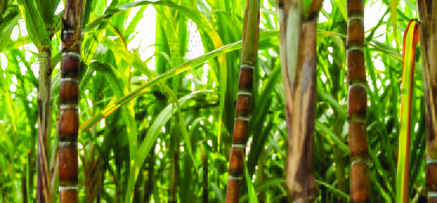Sugar cane