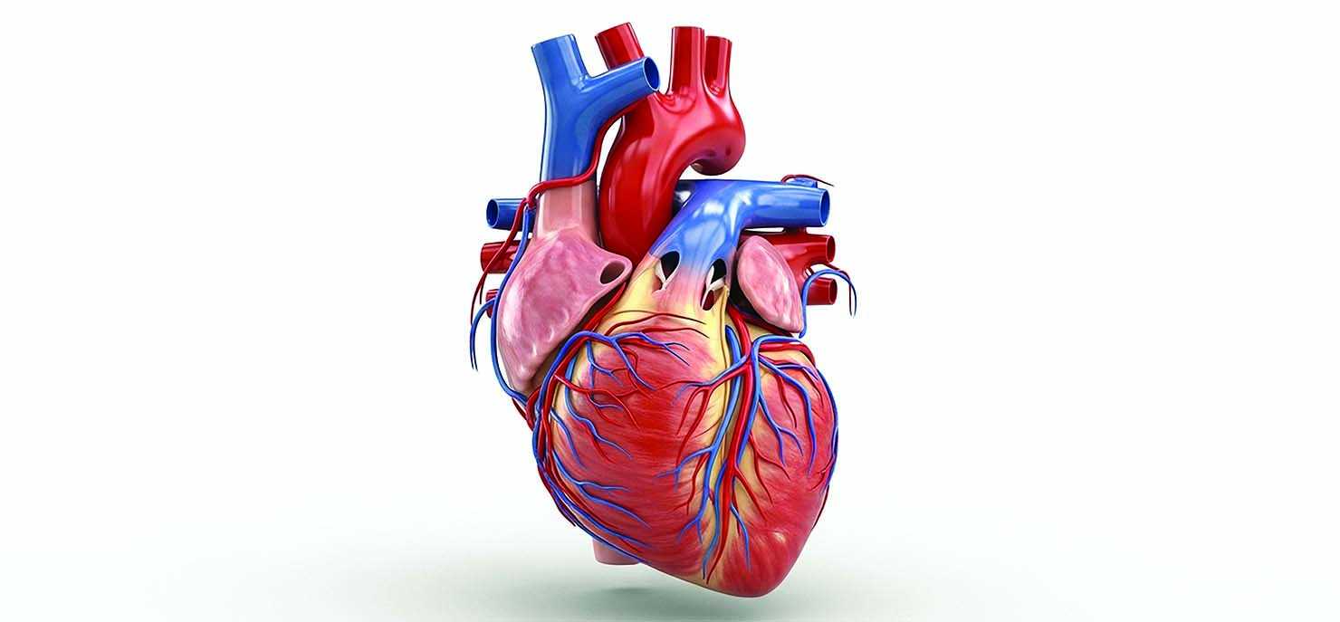 Research finds that human heart muscle cells regrow
