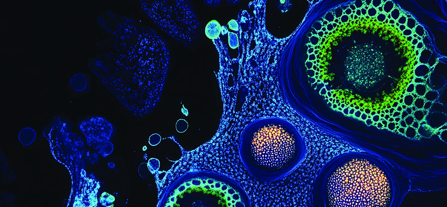 Click chemistry helps scientists map cellular targets of drugs