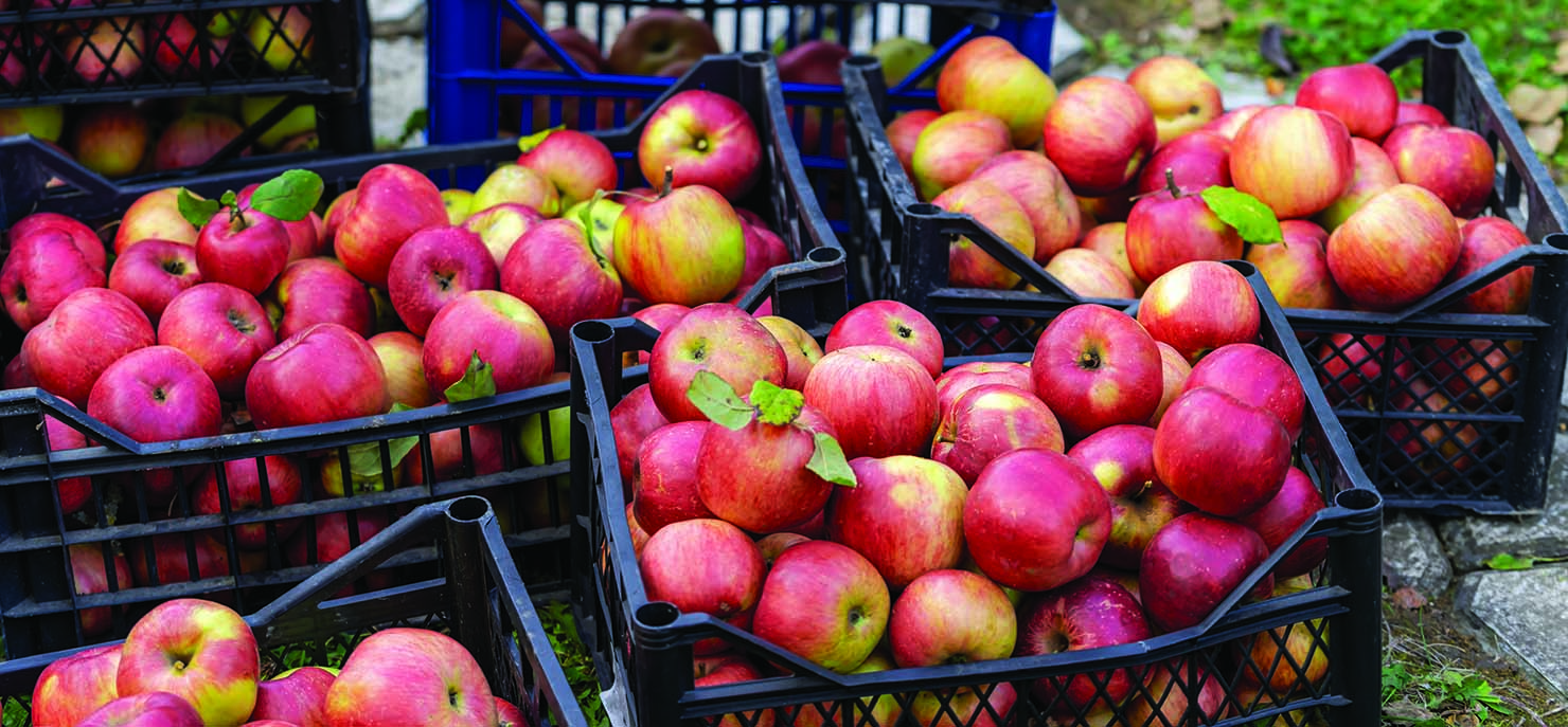SCI journal highlight: Apples: From waste to bioethanol production