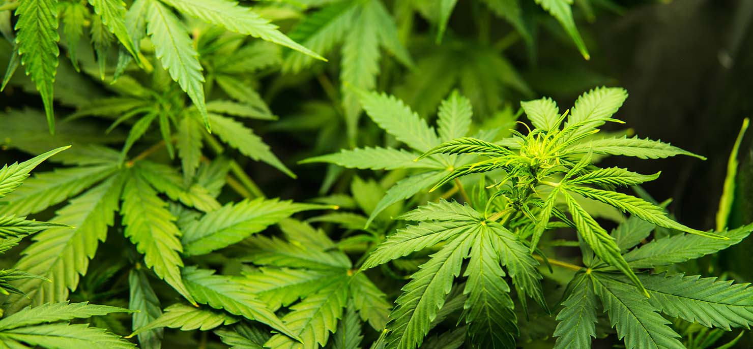 /-/media/images/cni/issue-image/2026/06/hemp-plant.ashx?h=687&w=1480&hash=A8727A1FFA5751AE276940C9B435AE8E