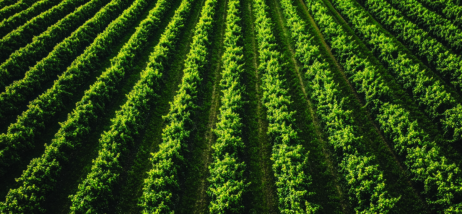 Field of vines