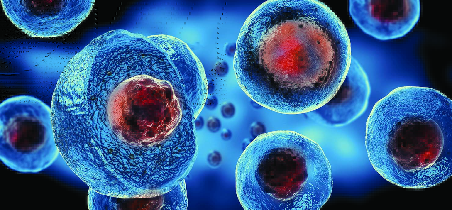 /-/media/images/cni/issue-image/2026/07/embryonic-stem-cells.ashx?h=687&w=1480&hash=0052078A8495D88EDF064BB8DBA39CCE